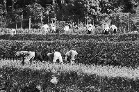 藏品(高雄鄉間農作景象-41)的圖片