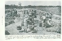 藏品(高雄九曲堂鳳梨採集)的圖片