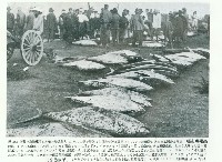 藏品(高雄漁市場)的圖片