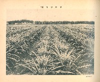 藏品(高雄州鳳梨農場)的圖片
