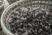 藏品(炊菱角-4)的圖片