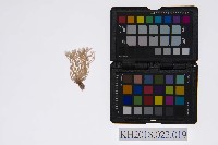 藏品(皮影戲戲服–帽盔（散鬃）)的圖片