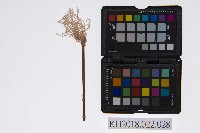 藏品(皮影戲道具–武器-佛塵-5)的圖片