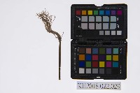 藏品(皮影戲道具–武器-佛塵-6)的圖片