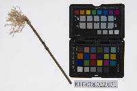 藏品(皮影戲道具–武器-佛塵-8)的圖片