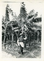 藏品(張劉添妹於香蕉園工作情形)的圖片