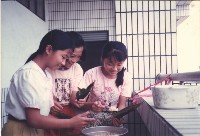 藏品(學生參與包粽子活動)的圖片