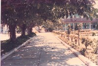 藏品(鳳鳴國小林蔭走道風景)的圖片