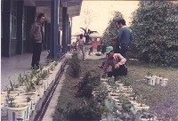 藏品(校園盆栽景致)的圖片