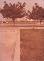 藏品(鳳鳴國小校園景致與樹木)的圖片