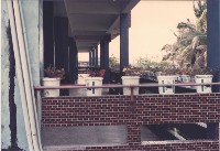 藏品(1970至1980年代鳳鳴國小外牆花圃植栽-2)的圖片