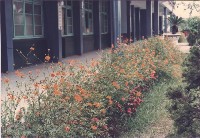 藏品(鳳鳴校舍波斯菊花圃)的圖片