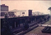 藏品(空中花園─蟛蜞菊-2)的圖片