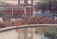 藏品(荷花池)的圖片