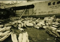 藏品(漁船下魚情形)的圖片