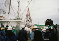 藏品(臺中清水港卸魚情形-1)的圖片