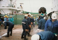 藏品(臺中清水港卸魚情形-2)的圖片