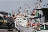 藏品(漁船與漁工)的圖片