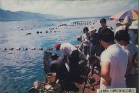 藏品(淺探海上箱網養殖之情形-1)的圖片