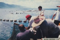 藏品(淺探海上箱網養殖之情形-2)的圖片