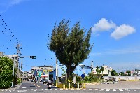 藏品(大林蒲—木麻黃)的圖片