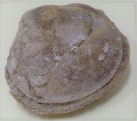 藏品(銀蛤科貝類化石)的圖片