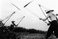 藏品(《汗水直直落 勞工影像故事輯》來自庄腳「打豆子」照片)的圖片