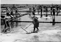 藏品(《汗水直直落 勞工影像故事輯》來自庄腳「烈日曬鹽成絕響」照片)的圖片