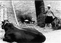 藏品(《汗水直直落 勞工影像故事輯》汗水直直落「高溫製磚 奠下工業基礎」照片)的圖片