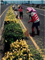 藏品(「掃除婦工」照片)的圖片
