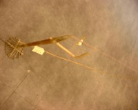 藏品(鳥踏仔)的圖片