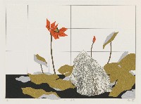 藏品(夏荷)的圖片