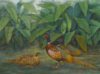 藏品(野趣一雉)的圖片