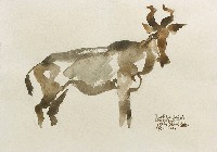 藏品(非洲羚羊)的圖片