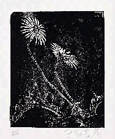 藏品(波斯菊)的圖片