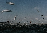 藏品(飛舞)的圖片