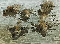 藏品(水牛)的圖片