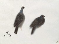 藏品(班鳩)的圖片