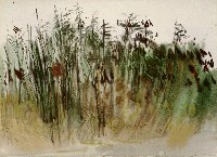 藏品(草)的圖片