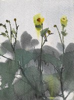 藏品(花)的圖片