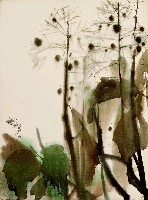 藏品(花)的圖片