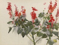 藏品(炮竹花)的圖片