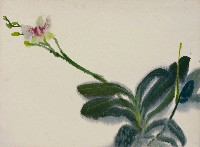 藏品(蘭花)的圖片