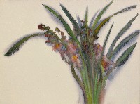 藏品(蘭花)的圖片