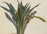 藏品(蘭花)的圖片