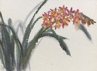 藏品(蘭花)的圖片