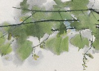 藏品(紫色花)的圖片