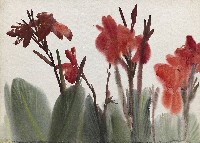 藏品(美人蕉)的圖片