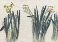 藏品(水仙)的圖片