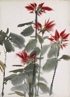 藏品(聖誕紅)的圖片